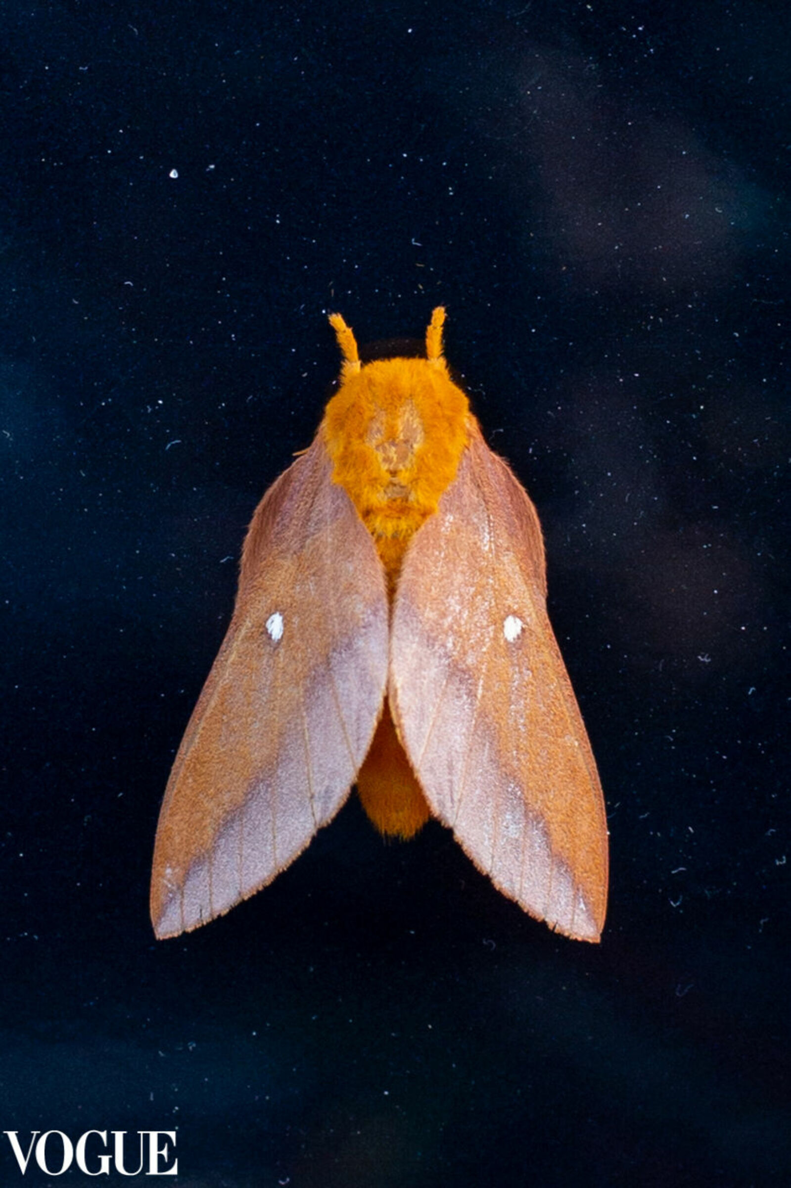 Foto de Cris Motta 13